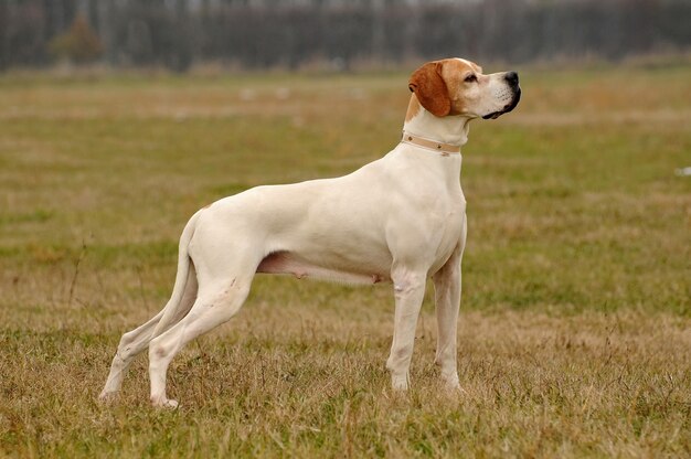 German Shorthaired Pointer Dog Premium Photo