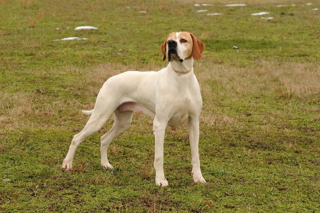 German Shorthaired Pointer Dog Photo Premium Download