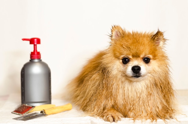 German Spitz Grooming Shampoo Conditioner For Long Haired Dogs