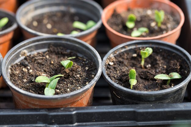 Premium Photo | Germination of seedlings of cucumbers in pots with ...