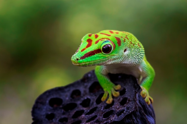 Premium Photo | Giant day gecko lizard on bud, giant day gacko closeup