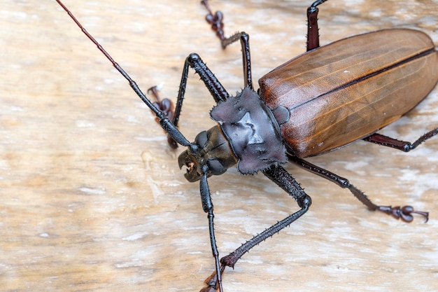 Premium Photo | Giant fijian longhorn beetle from island koh phangan ...