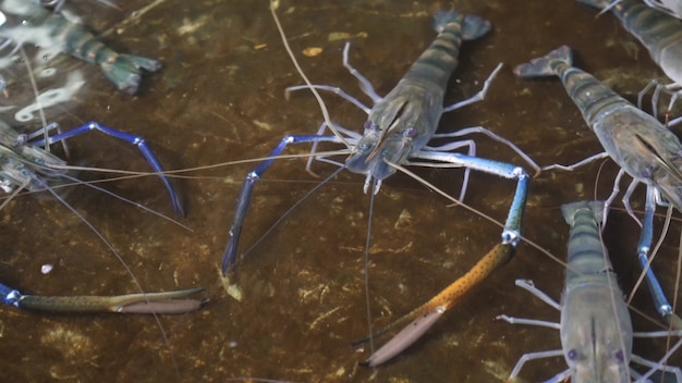 淡水エビの池 Macrobrachium Rosenbergii エビ養殖場 プレミアム写真