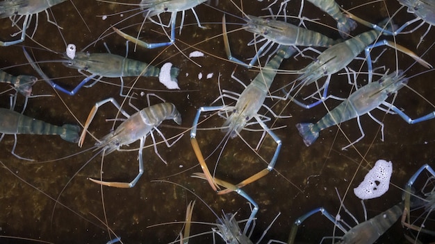 淡水エビの池 Macrobrachium Rosenbergii エビ養殖場 プレミアム写真