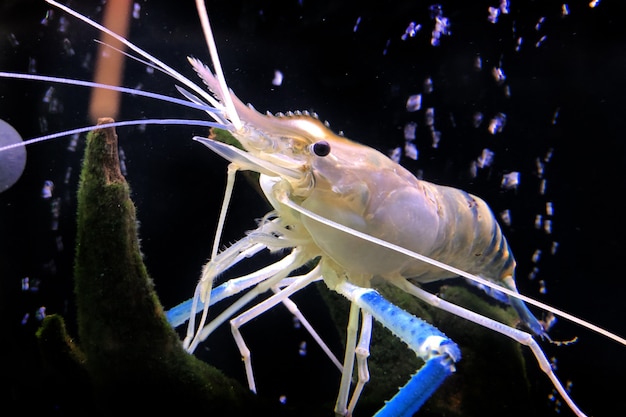 淡水エビまたは巨大なエビの水槽 プレミアム写真