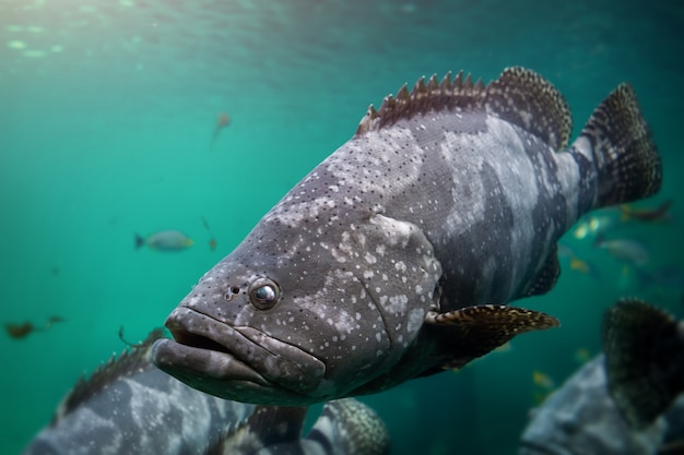 Marbled Leopard Grouper Facts And Photographs Seaunseen