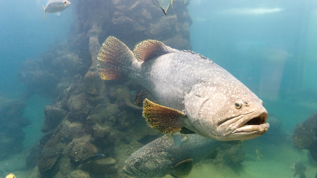 Premium Photo | The giant grouper fish in aquarium