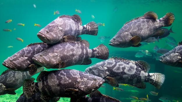 巨大ハタまたは茶色の斑点ハタ魚 プレミアム写真