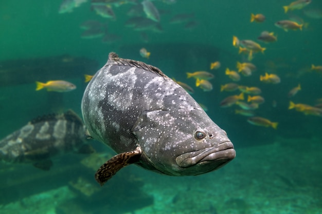 巨大ハタまたは茶色の斑点ハタ魚 プレミアム写真