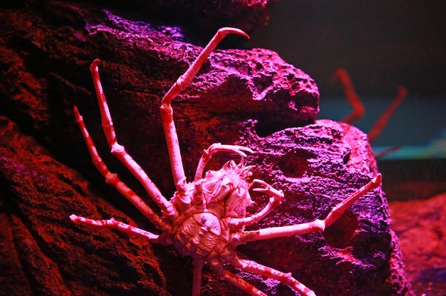 Premium Photo Giant Japanese Spider Crab