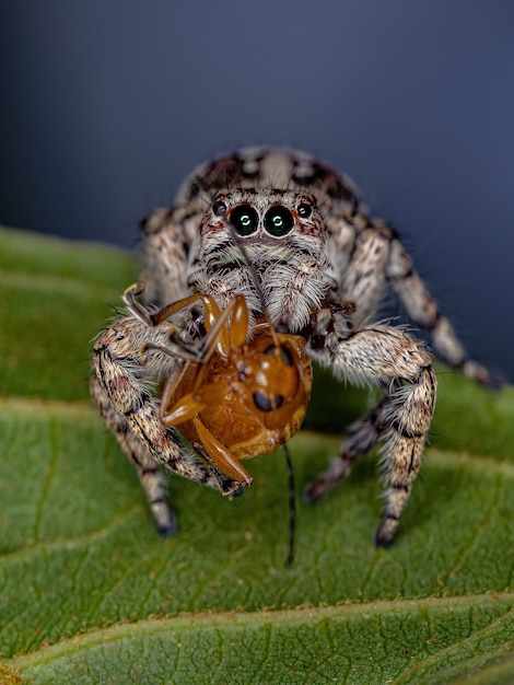 Premium Photo | Giant jumping spider of the subfamily salticinae ...