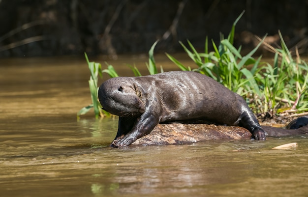 Premium Photo Giant Otter Beside The Water In The Amazon Jungle