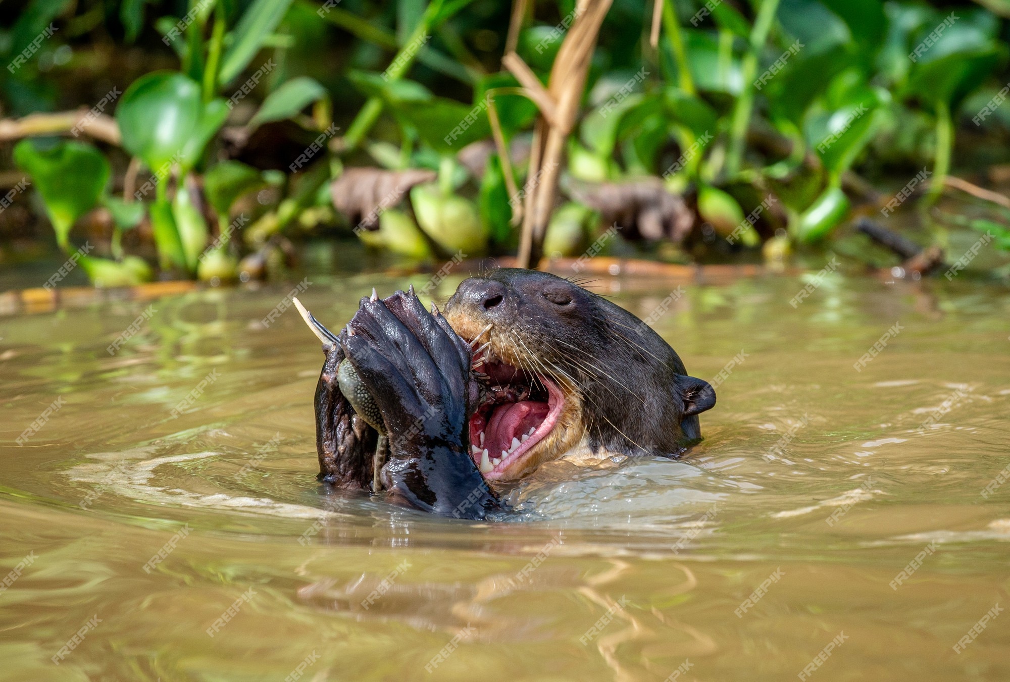 premium-photo-giant-otter-is-eating-fish-in-water