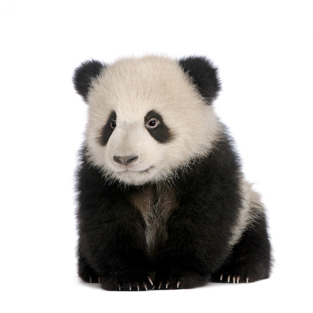 Premium Photo | Giant panda, ailuropoda melanoleuca on a white isolated