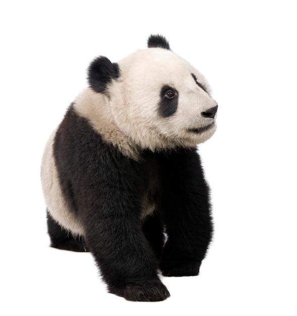 Premium Photo | Giant panda, ailuropoda melanoleuca on a white isolated