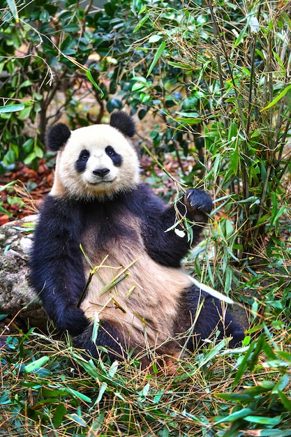 Premium Photo | Giant panda eating bamboo in chengdu china