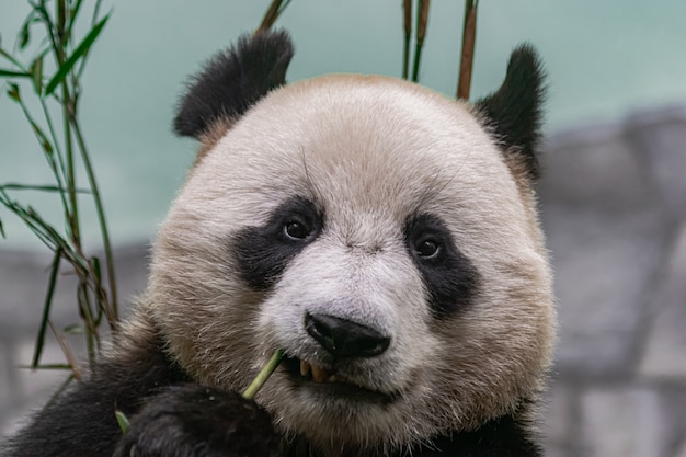Giant panda , eating bamboo Premium Photo