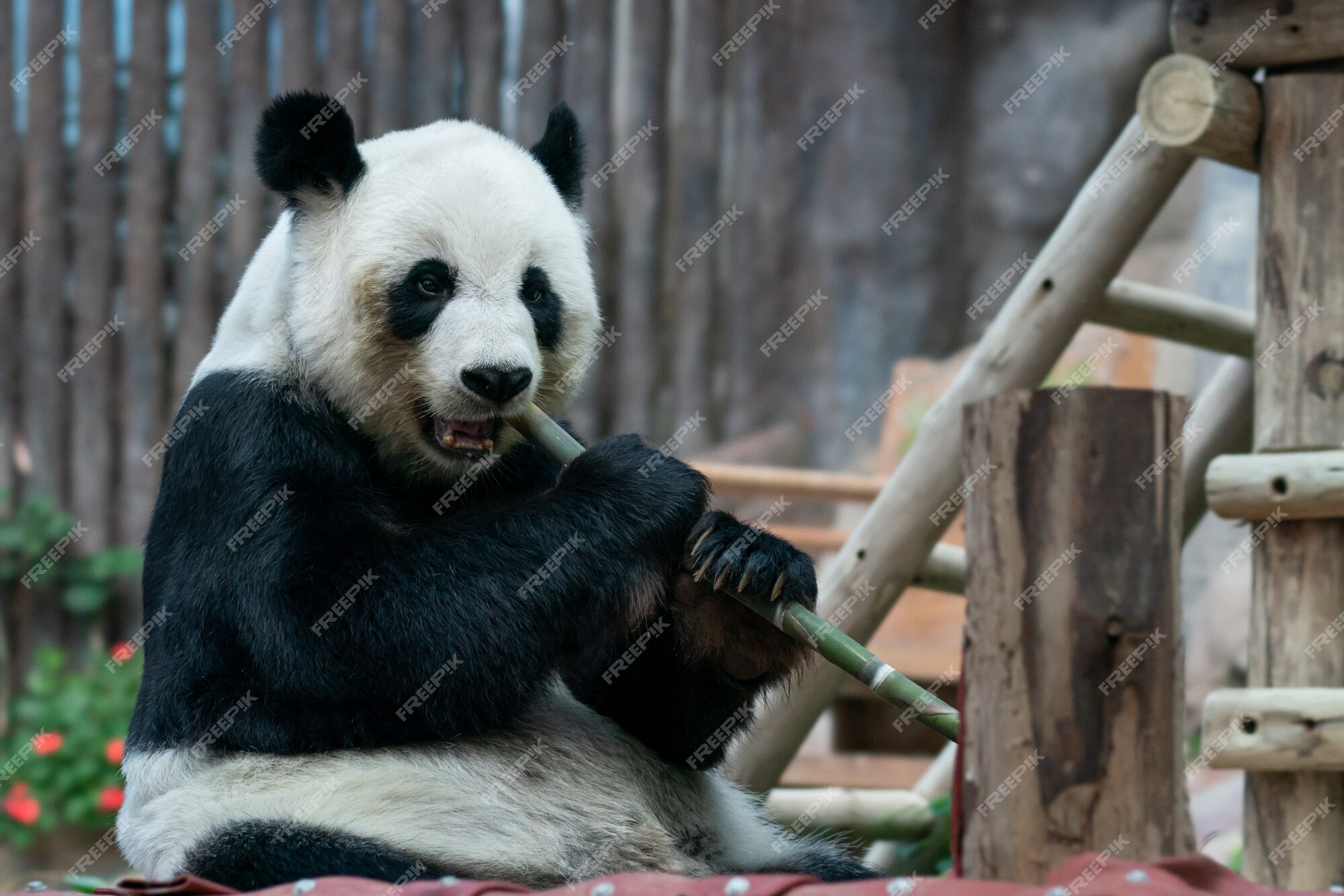 Premium Photo | Giant panda eats bamboo in the park.