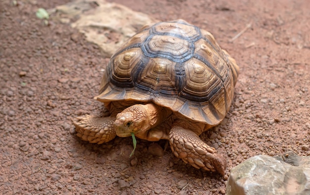 Premium Photo | Giant sand turtle eating green grass