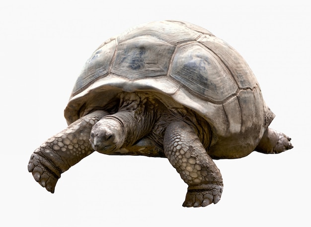 Giant tortoise Premium Photo