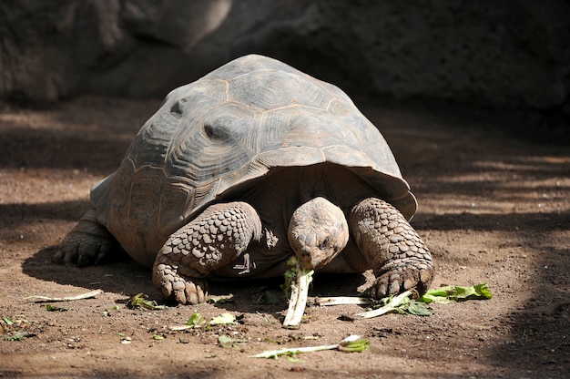 Premium Photo | Giant turtle eats greens