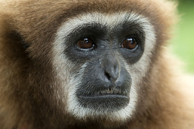 Premium Photo | Gibbon close- up face in zoo