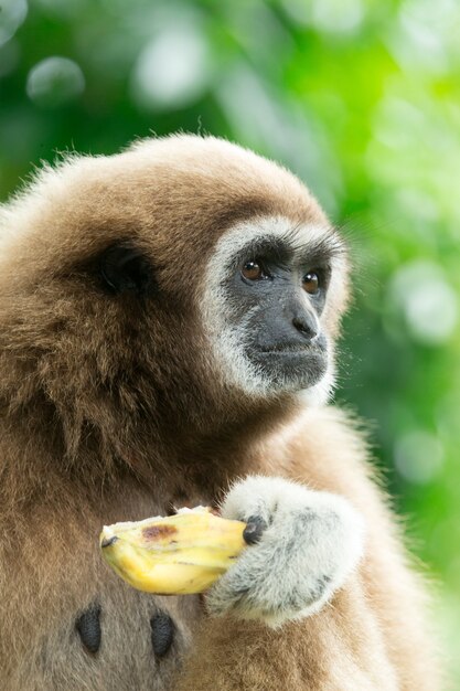 Premium Photo | Gibbon close- up face in zoo