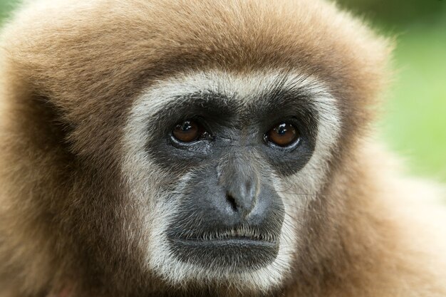 Premium Photo | Gibbon close- up face in zoo