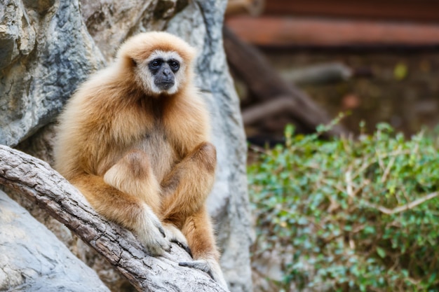 Premium Photo | Gibbon ( hylobates lar ),chiangrai,thailand