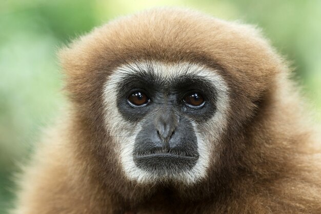 Premium Photo | Gibbon portrait