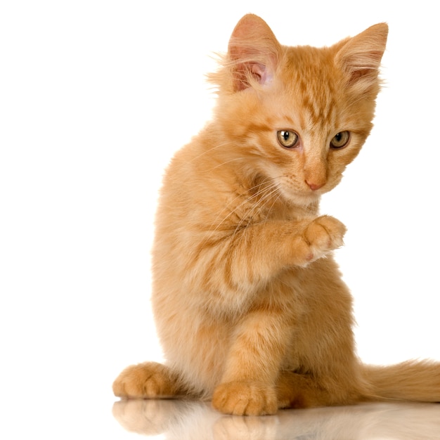 Premium Photo | Ginger cat kitten. cat portrait isolated