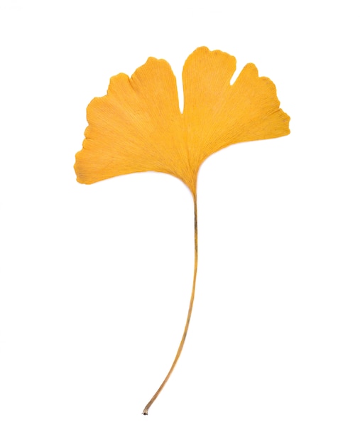 Premium Photo | Ginkgo leaf isolated on white