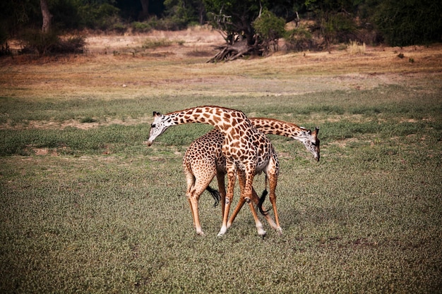 Premium Photo | Giraffe fighting