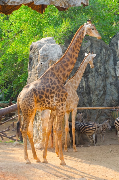 動物園のキリン タイ プレミアム写真