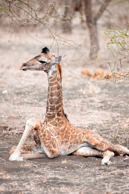 Premium Photo | Giraffe wildlife in kenya