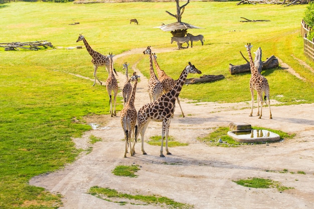 safari park giraffe