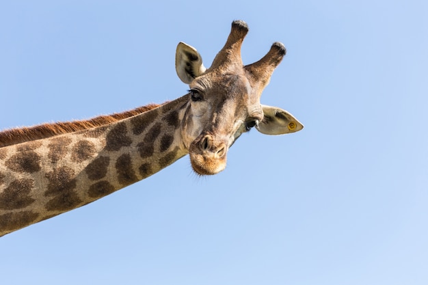 Giraffe Premium Photo