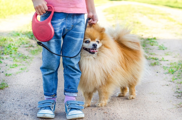 路上で女の子トレーニング犬 赤ちゃんはスピッツ服従を教えています ひもでペットと一緒に歩いている子供 座るコマンドを実行するスピッツ ポメラニアンの人の 足 足 プレミアム写真