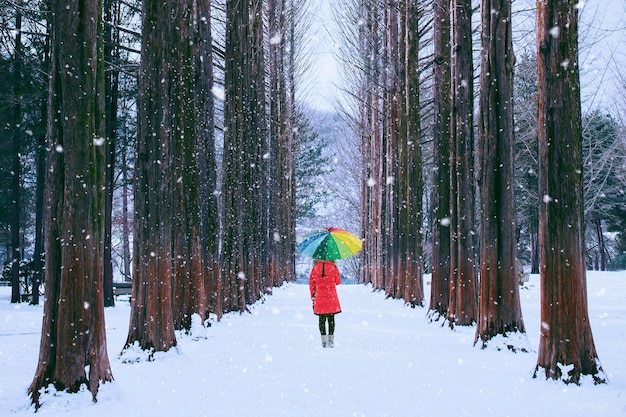 Free Photo | Girl With Colourful Umbrella In Row Tree, Nami Island In ...