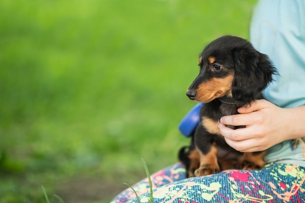 black and tan long haired dachshund puppy