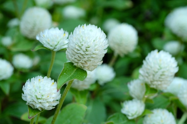 地球アマランス 学士のボタン 春の季節の背景に熱帯の花 プレミアム写真