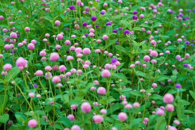 ピンクと紫の色のグローブアマランス花の庭 選択の焦点 プレミアム写真