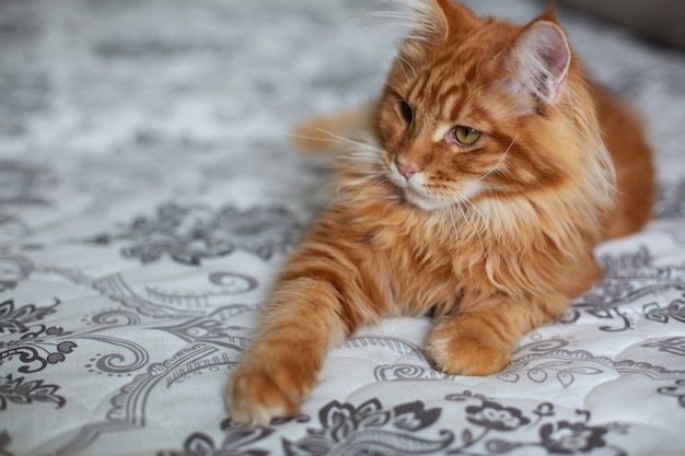kort ongebruikt Intens Premium Photo | Glorious red tabby maine coon kitten sitting on the couch.  space for text