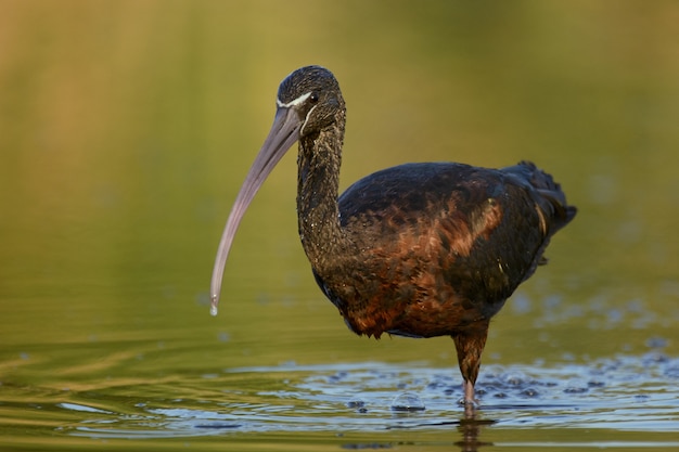 pics African Sacred Ibis (African Plegadis Falcinellus) https www freepik com profile preagreement getstarted 9708287