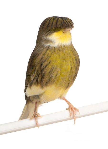  Gloster  corona canary  serinus canaria on its perch 