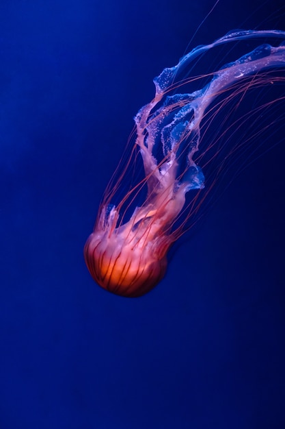 Glowing orange jellyfish chrysaora pacifica on deep phantom blue ...