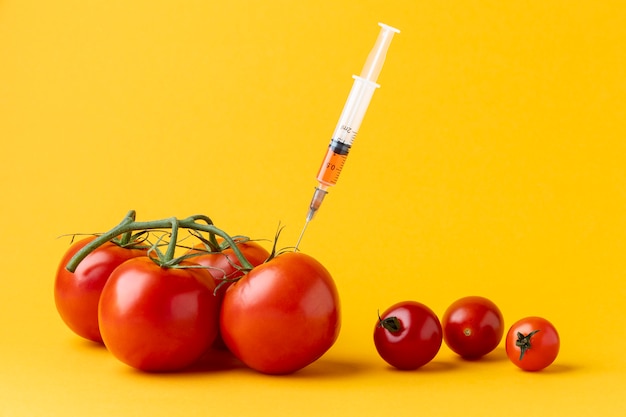 遺伝子組み換えトマトの正面図 無料の写真