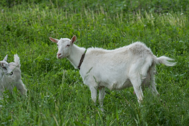 Premium Photo | Goat in a clearing with grass. goat walks through the ...