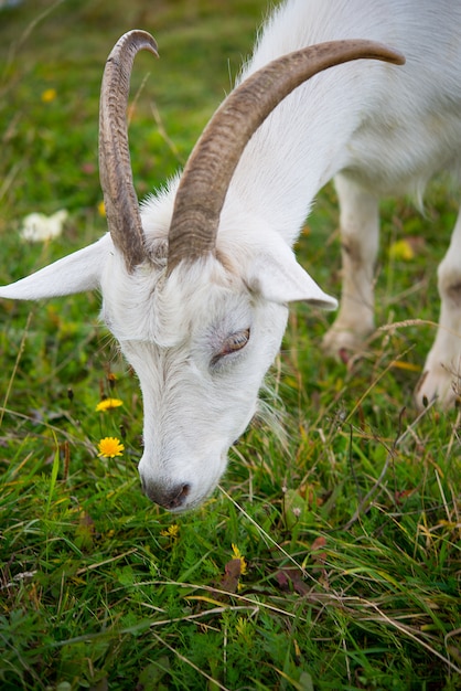 Premium Photo | Goat. portrait of a goat on a farm in the village ...