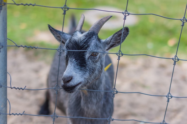 Goat in the zoo Photo | Premium Download